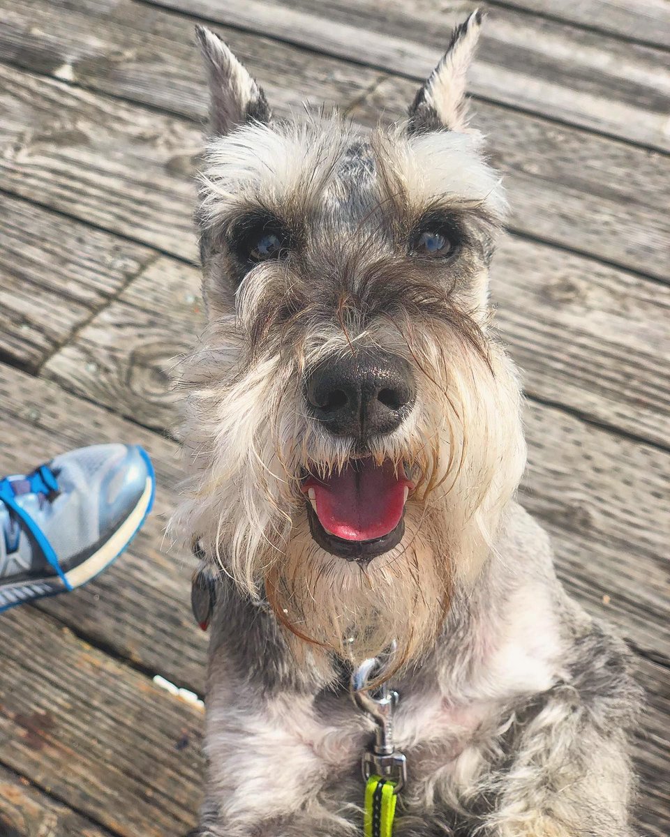 muffinjai's tweet photo. We went for a very long sunny walk today ☀️👅🐶🐾🇨🇦 #HappySunday https://t.co/wT0L4xh7TQ #dogsofinstagram #dogsoftwitter #schnauzergang #schnauzeroftwitter #schnauzer #minischnauzer #miniatureschnauzer #schnauzers #minischnauzers #miniatureschnauzers #muffi… https://t.co/ToCpLfp2A1