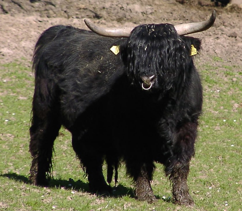 catnipocalypse's tweet photo. welcome to my garm (goth farm) https://t.co/FIFPP9vzDX