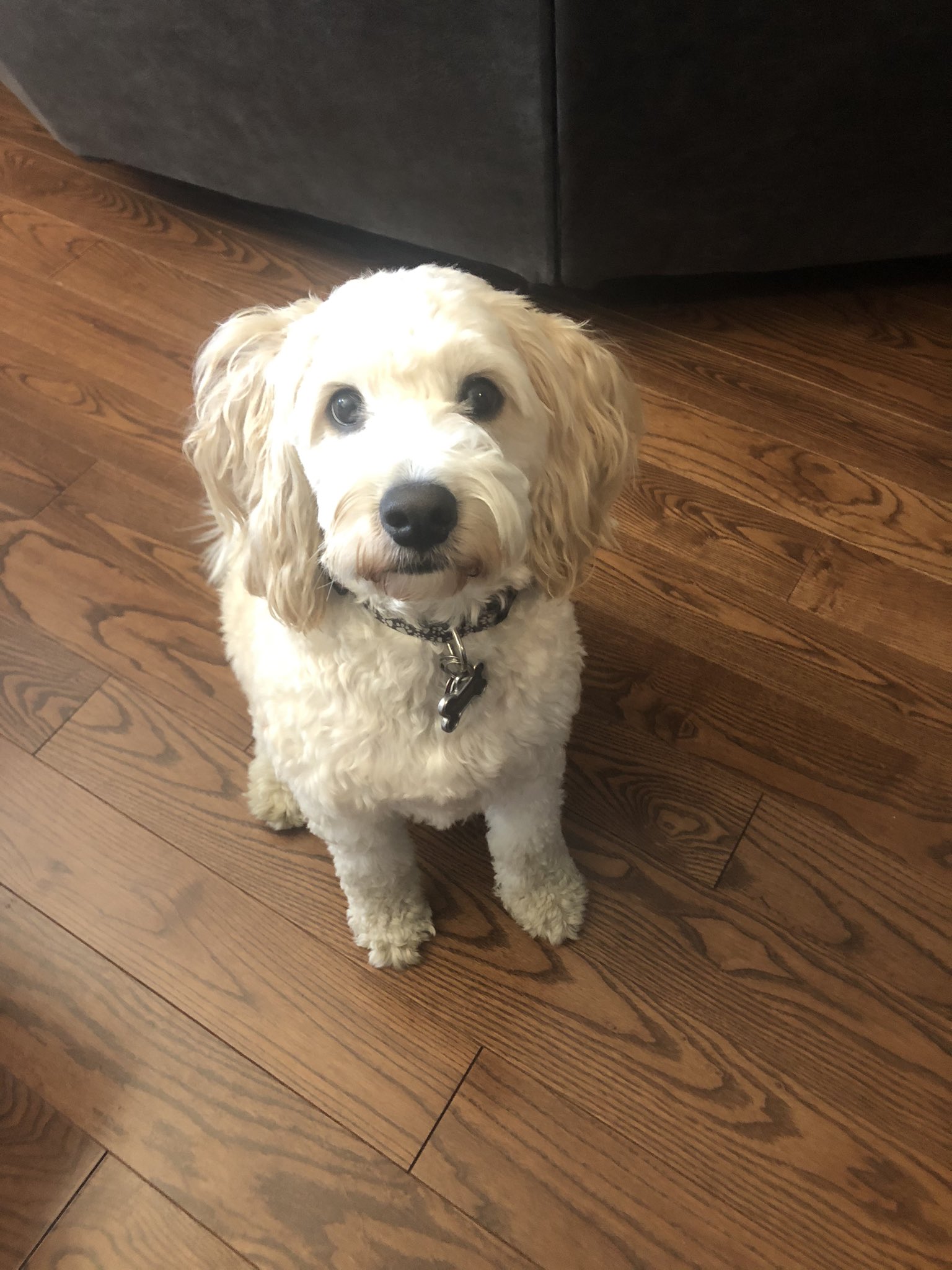Thunder the Cockapoo on Twitter: