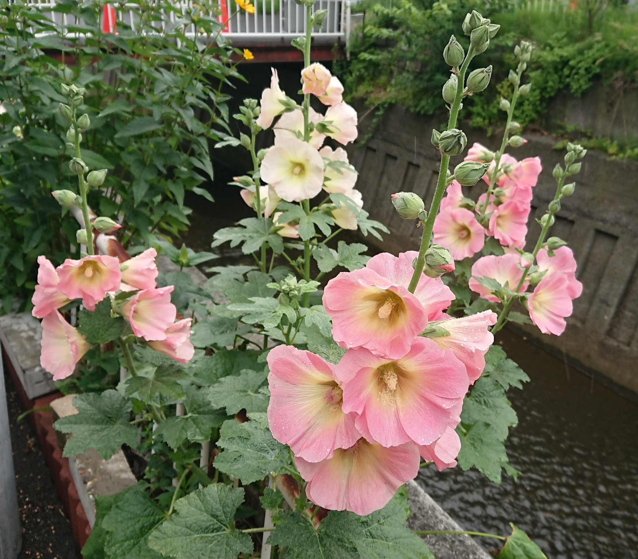 さぼにゃん サボタニ垢 梅雨明けはいつなんだろう コケコッコ花は ちょうど梅雨入りの頃に咲き始め 梅雨明け と共に花期が終わる 花茎の頭頂部まで開花が進む ことになぞらえて ツユアオイ 梅雨葵 という別名も冠されている Bywikipedia