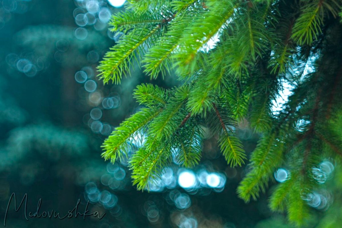 Medovushka131's tweet photo. #советскаяоптика #мануальнаяоптика #spruce #helios44_2 #Canon600d #manualoptic #bokeh_kings #bokeh_shotz #bokeh_holics #bokeh_love #bokeh_photography #nature_beautiful #nature_photo #nature_brilliance #beautiful_shots #beautiful_nature #beautiful_bokeh
https://t.co/MrnsKfKuBC https://t.co/sRiE4mJp3V