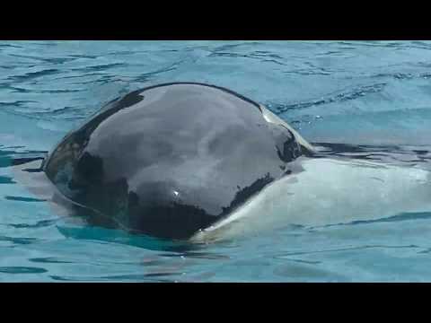 Orca News tweet media