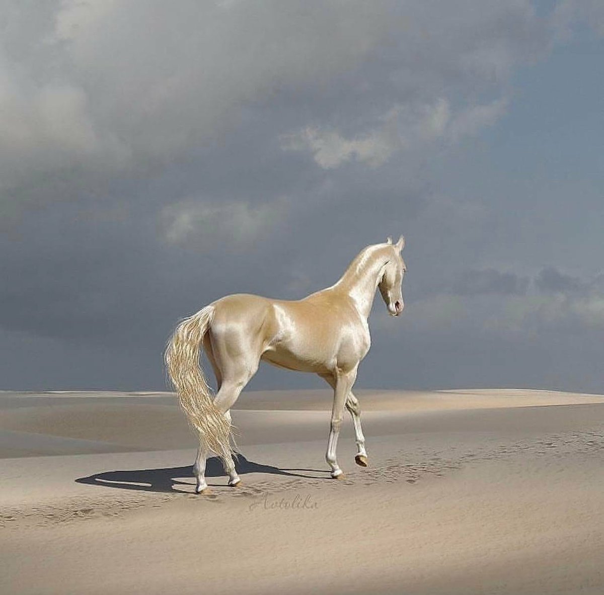 This is an Akhal-Teke, a Turkmen horse breed. They have a reputation for  speed and endurance, intelligence, and a distinctive metallic sheen.  Thought to be one of the oldest existing horse breeds,, image size:1200x1183