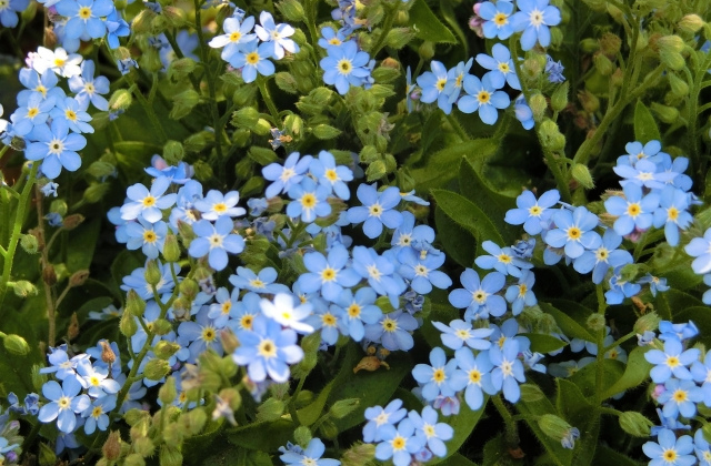 狩野哲夫 初夏の妖精たち 忘れな草 ヨーロッパ原産 日本でも野生化 春から初夏に 薄青の小さい 五弁の花を咲かせる サソリの尾のように垂れ下がる 雨に濡れた花も美しい フランネルフラワー 細かい毛が密生する花の手触りは 軽く柔らかい毛織物のよう