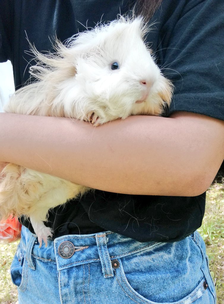 moru_koko_'s tweet photo. めっちゃくちゃいい天気だったので湊音と近所の公園へお散歩🐹
#モルモット #ペルビアンモルモット #小動物 #guineapig #cavya https://t.co/PJYCdJK2RV