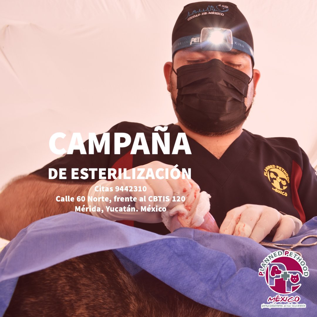 plannedpethood_'s tweet photo. #PPMNoticias Campaña de Esterilización Canina a Bajo Costo. 

 Planned Pethood México | Hospital Veterinario  
Calle 60 Norte Mérida, Yucatán 
Citas al 9442310 https://t.co/Kamwgt11j9 https://t.co/11cJp8ttD3