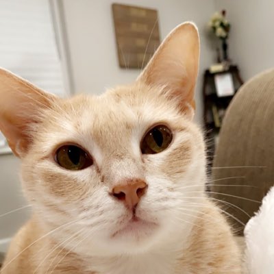 Nikki Balderas tweet media