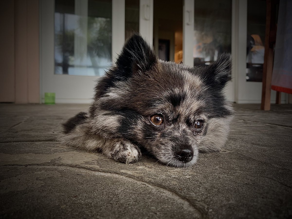 simpson_shea's tweet photo. Here’s a few pics of koda cause he’s freakin adorable https://t.co/RUeqxowp8J