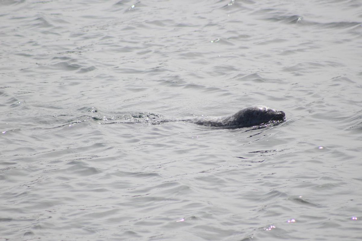 Yes, a good lad in Monterey Harbour. Popped up, looked at me, then went back down.  #mammalwatching  #wildlifephotography