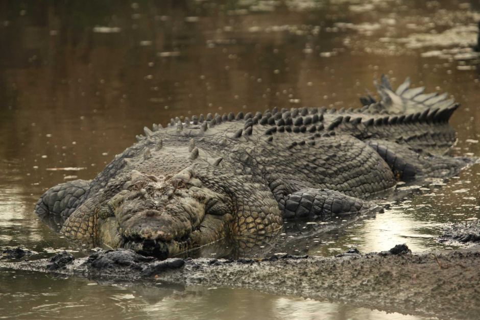 GatorsDaily's tweet photo. Saltwater Crocs are the most badass animal on the planet and I cannot be convinced otherwise. https://t.co/xitqpm6wtH