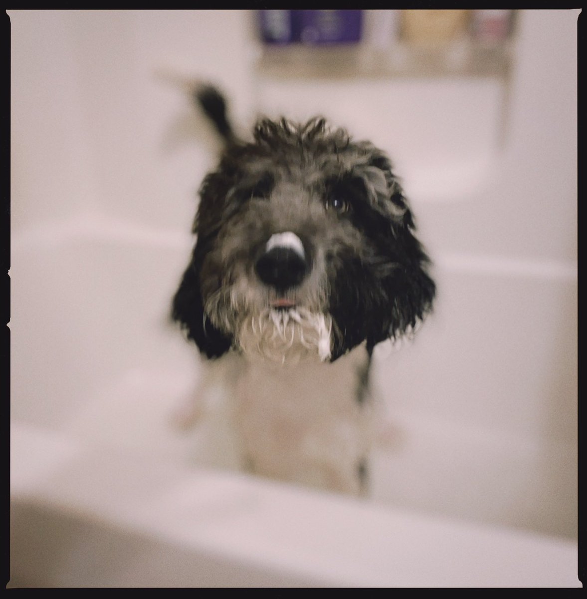 captainlinc's tweet photo. Had to get my lower extremities washed up just a bit - and now I smell SO much better than my buddy Chuck the cat....  #captainlinc https://t.co/WHxWXOSxDI