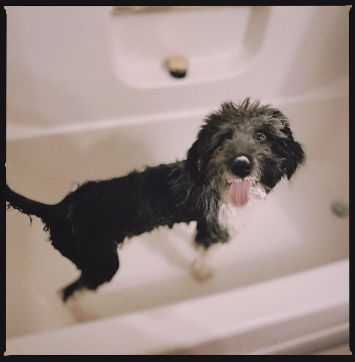 captainlinc's tweet photo. Had to get my lower extremities washed up just a bit - and now I smell SO much better than my buddy Chuck the cat....  #captainlinc https://t.co/WHxWXOSxDI