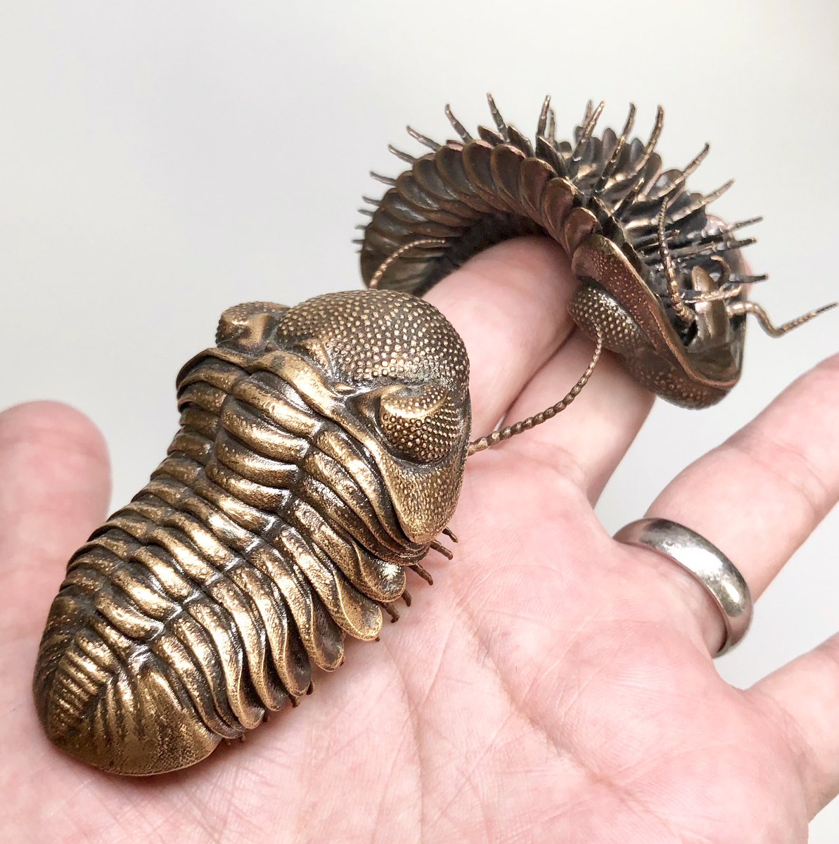 dadrummondart's tweet photo. Two bronze Eldredgeops rana trilobites lounging in my hand. They’re named after @niles_eldredge who proposed the evolutionary theory of punctuated equilibrium based in part on his careful observations of this long-extinct species. #TrilobiteTuesday https://t.co/VQbQYGAEY6