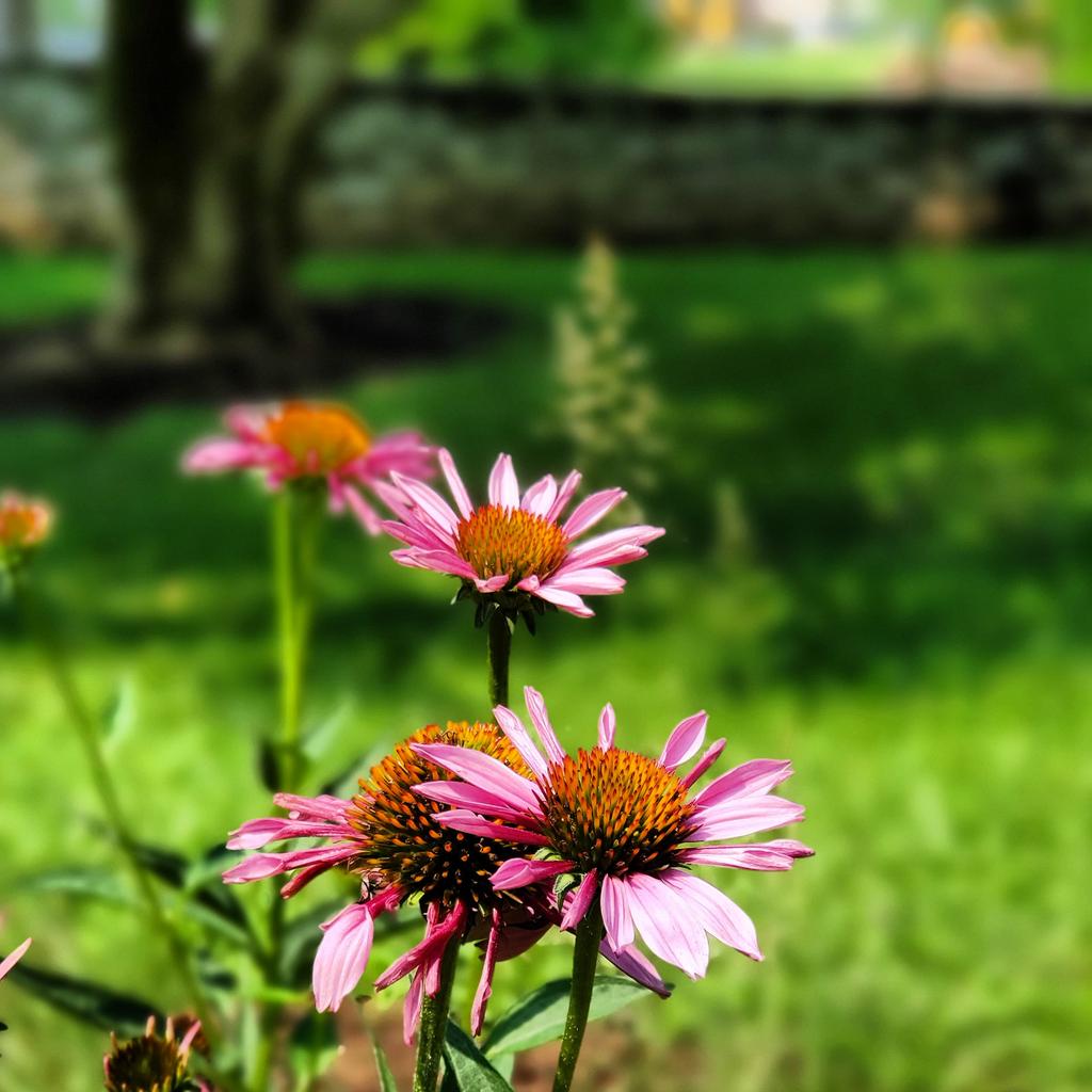 DonaldMeissner's tweet photo. Trying to concentrate on the beauty in the world. #purpleconeflower https://t.co/JraS0MhAFq