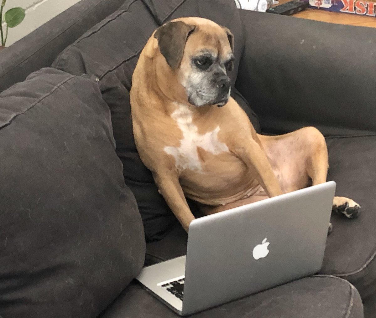 BooksBoxers's tweet photo. Simba enjoys her Kindle 🐾📚 https://t.co/8R60mXwFE1