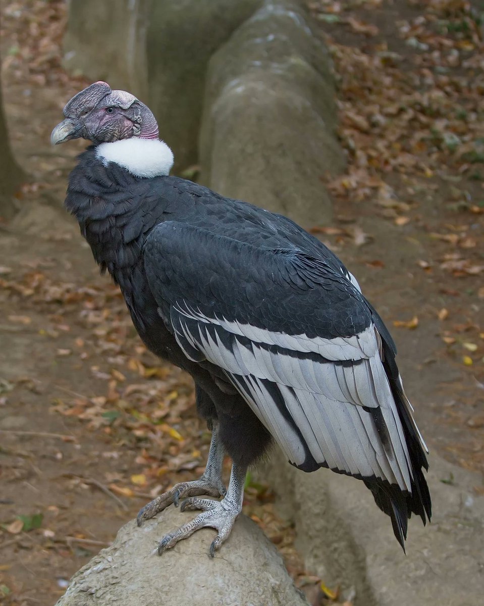 arca_zoo's tweet photo. Hoy 7 de julio se celebra el día internacional del cóndor andino, especie emblemática en gran parte de Sudamérica. Desgraciadamente según la lista roja de la UICN el cóndor andino está clasificado en la categoría de especie vulnerable y en proceso de reducción. #cóndorandino https://t.co/glTDJ5o9Vv