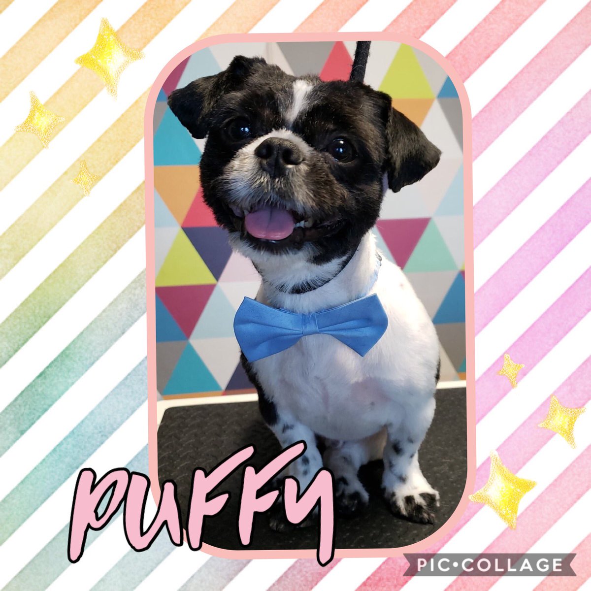 Puffy is looking fabulous after his spa day with Ashlee! 🚿 @mccoodavis @kathyireland @randallfetcho @SamirAlsaraf @SusanBryenton @LitchfieldFund @AlsarafMaggie8 @Stylejulieanne @timeoutchicago @tailsmagazines @chicagodogs @wisebeautyqueen