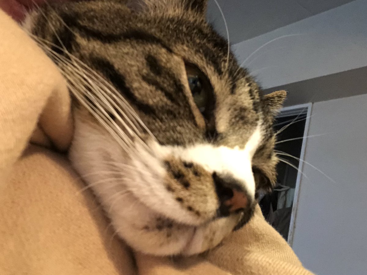 足の骨無事くっついた！
そして久々の出社！
仕事はリモートで問題ないけどチームの皆と交流するために週一出社になったのだ
長時間の外出久々すぎて荷物が多い割に忘れ物多数…Switch忘れた！！
すっかり甘えんぼになったニャンコ達は大丈夫だろか