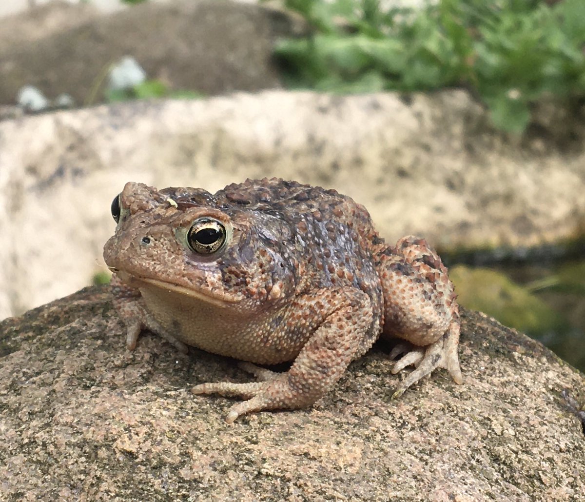 GangloffLab_OWU's tweet photo. @AmphibianPhil @SalamanderJenn @ToadallyPriya One word: regal #ToadOff https://t.co/MFsYLVrxd4