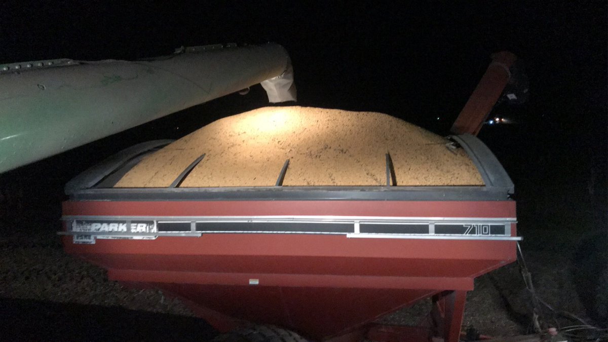 FalkRylan's tweet photo. Paitiently waiting for harvest 😊 https://t.co/fXGIi8cbbk