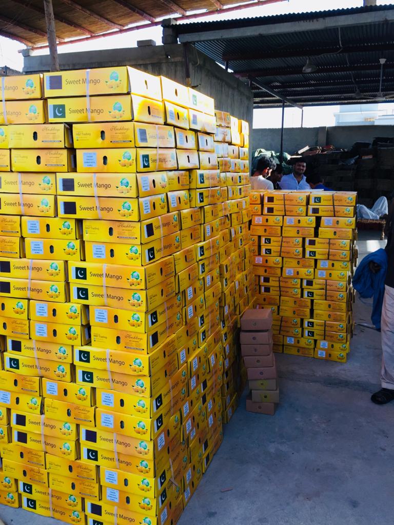 ExportMoon's tweet photo. Mangoes for export by sea will be harvested, when the fruits are at half-maturity stage and for air shipments the fruits will be harvested, when they are fully matured. angle and smooth net pouch for holding the harvested fruits. https://t.co/QyNN2hu9UJ