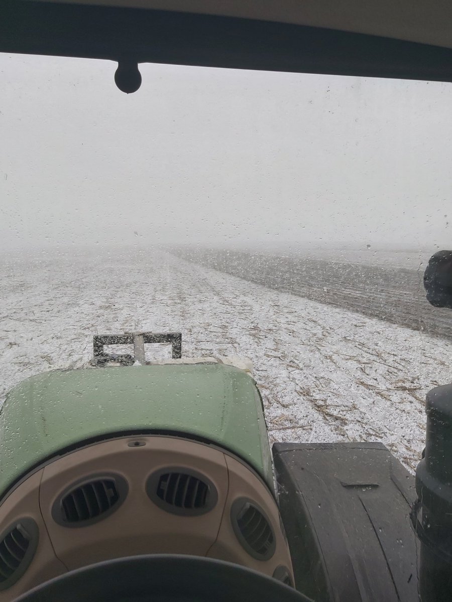 Abouts 35 degrees difference  in temperature between the 2 pics ..and exactly 2 months since it was planted in a snowstorm  at about -3   #pioneer  8989 looking great