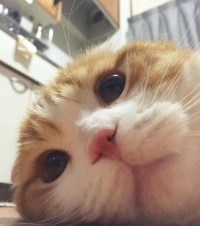 CatFoodBreath's tweet photo. Cash-Shea just realized she has slept through the first few days of the #TourDeCouch. #Late #CatTime #SheWentBackToSleep #OhWell #MaybeNextYear #ZZZZ https://t.co/KWdibCJZif