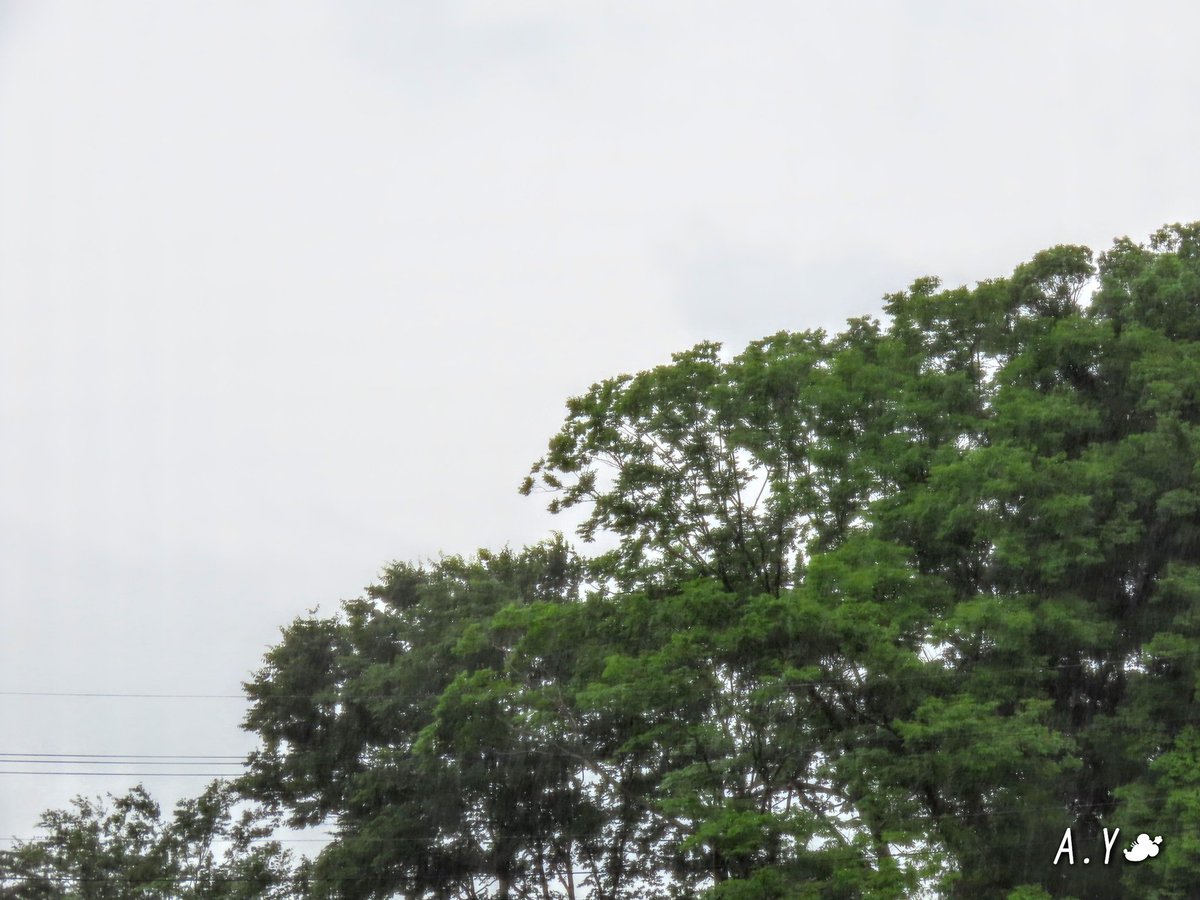 yumeasutw's tweet photo. 横殴りの雨が窓を叩く朝🌧️
只今の気温🌡️25℃
本日の最高気温🌡️26℃前後
雨時々曇り☔/☁️
日中は🌬️南風が強く吹き、大きめの傘が活躍する予報です。
#アジサイ #紫陽花
#キリンギク #リアトリス
#グラジオラス
#花 #flower
#いまそら #イマソラ
#空の名前
#a2020 #a0708 #a202007 #a2020072 https://t.co/rSH0VZK7ZC
