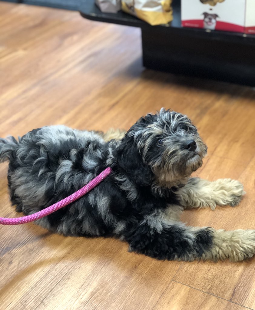 pet_valu's tweet image. Unlike you and me, 13-week-old Winnie responds favourably to liver treats.
#customeralert #winnie ❤️ 🐾 #yeg #cutepuppies #DogsofTwittter #dogsofinstagram