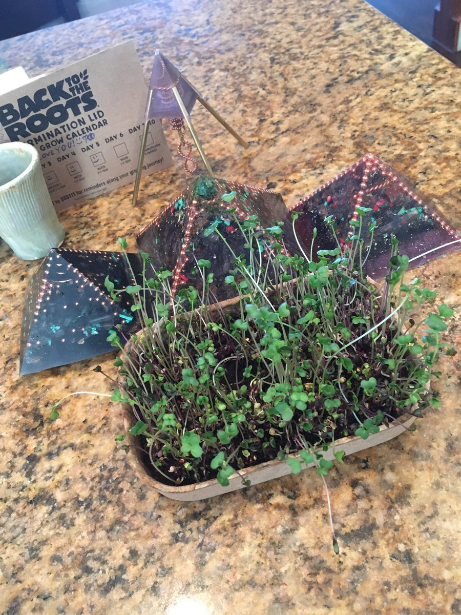 SpaceManSamXYO's tweet photo. #GrowOneGiveOne #CoExist #Microgreens @BacktotheRoots #Orgonite #Orgone #LifeForce #TensorRings #LinkinBio 🌱
♥️🙏😇🙏♥️♾🕸💚☀️🧙♂️🛸 #HeartSpace #CREATiON #iLOVEYOUALL #PlantSeeds 🤗 https://t.co/MBIOCtpWs7