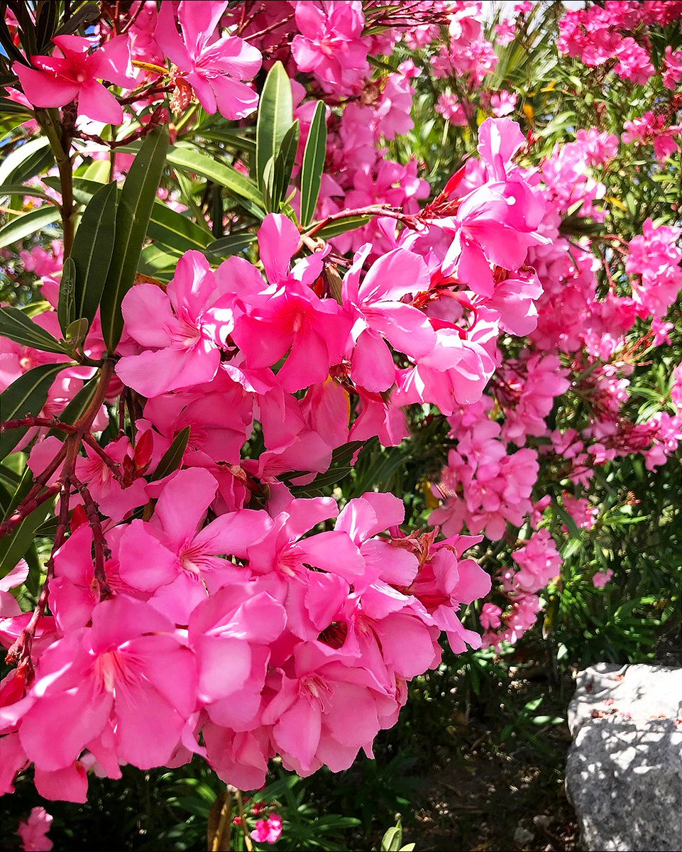 danabermuda's tweet photo. The Oleander flower, one of my favourite signs and smells of summer in Bermuda 🌺 .
.
.
.
.
#danacooper #danacooperbermuda #bermuda #gotobermuda #islandlife #beach #wearebermuda #bermudaful #caribbean #verytandc #resortwear #resortfashion #summerfashion #vacationwear #cruisewea https://t.co/ryhOLihF5r