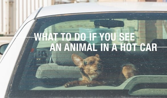 Summer heat is here. In WI good samaritans who find a child or pet in a hot car and take the required initial steps are empowered to act to rescue the occupant without facing liability. I was proud to author this state law in 2015. Learn more here: docs.legis.wisconsin.gov/2015/related/l…
