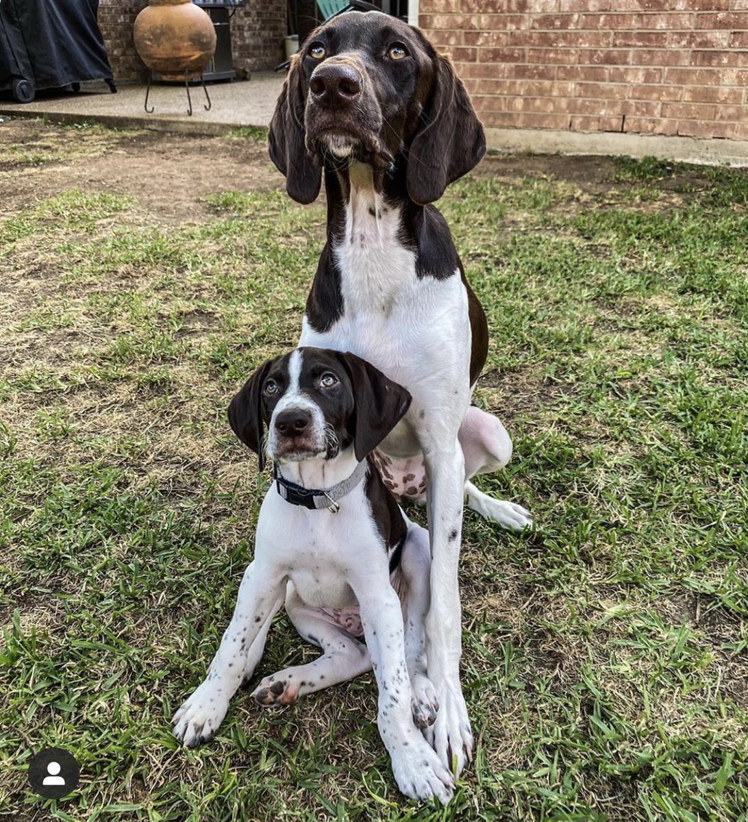 OrangeDogOutfit's tweet photo. Is Twinkie Tuesday a thing? #twinkietuesday 📸 @fishthelonestar #gsp #germanshorthairedpointer #gsppuppy #puppy #birddogs #gundogs #orangedogoutfitters #hunting #huntingdogs #quaildogs #pheasantdogs #uplandhunting #wingshooting https://t.co/4vX2EJrnPA