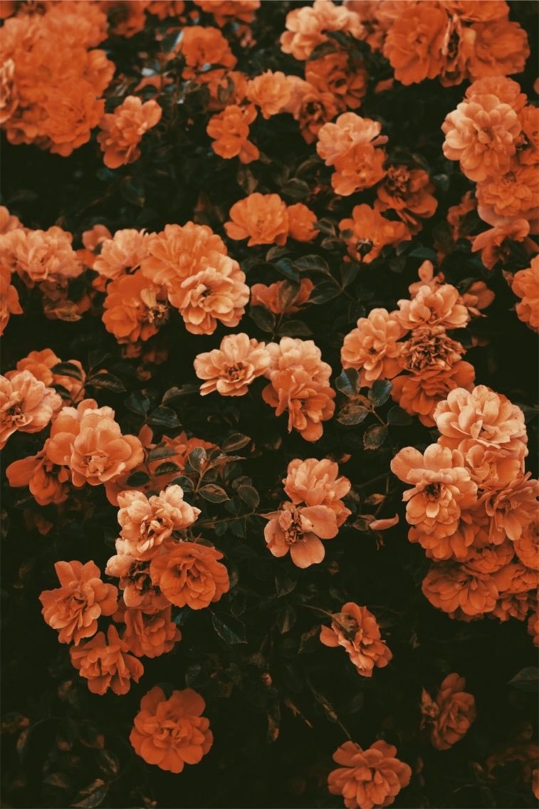JordynSassafras's tweet photo. Challenge: Google “your name + your favorite color + aesthetic” and the first pics make your aesthetic board... bitch this is a MOOD🤤🧡 https://t.co/saM6XpQFcL