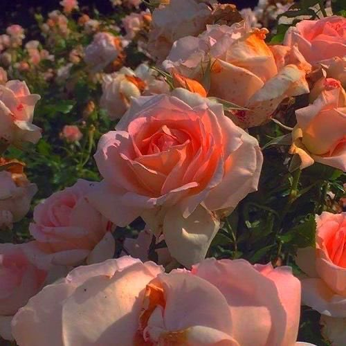 JordynSassafras's tweet photo. Challenge: Google “your name + your favorite color + aesthetic” and the first pics make your aesthetic board... bitch this is a MOOD🤤🧡 https://t.co/saM6XpQFcL