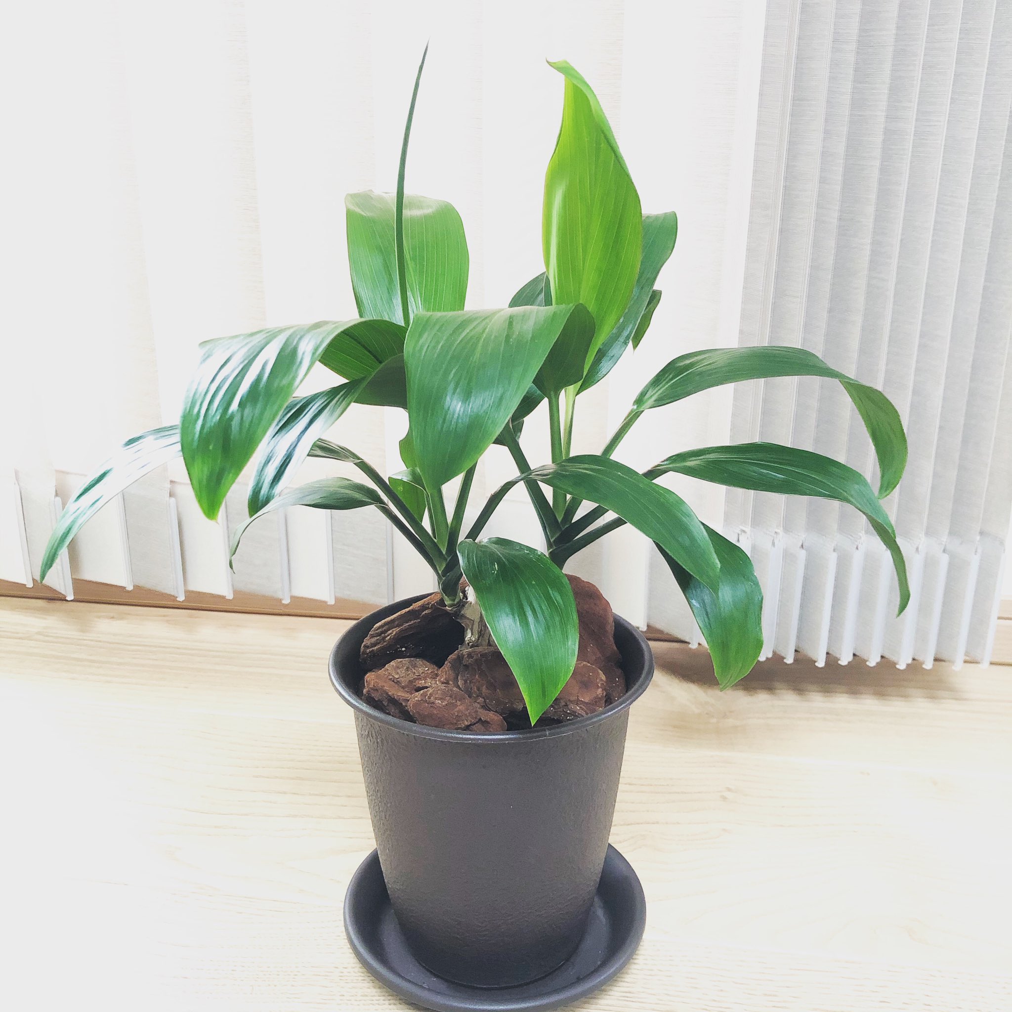 100均観葉植物 Twitter Search Twitter