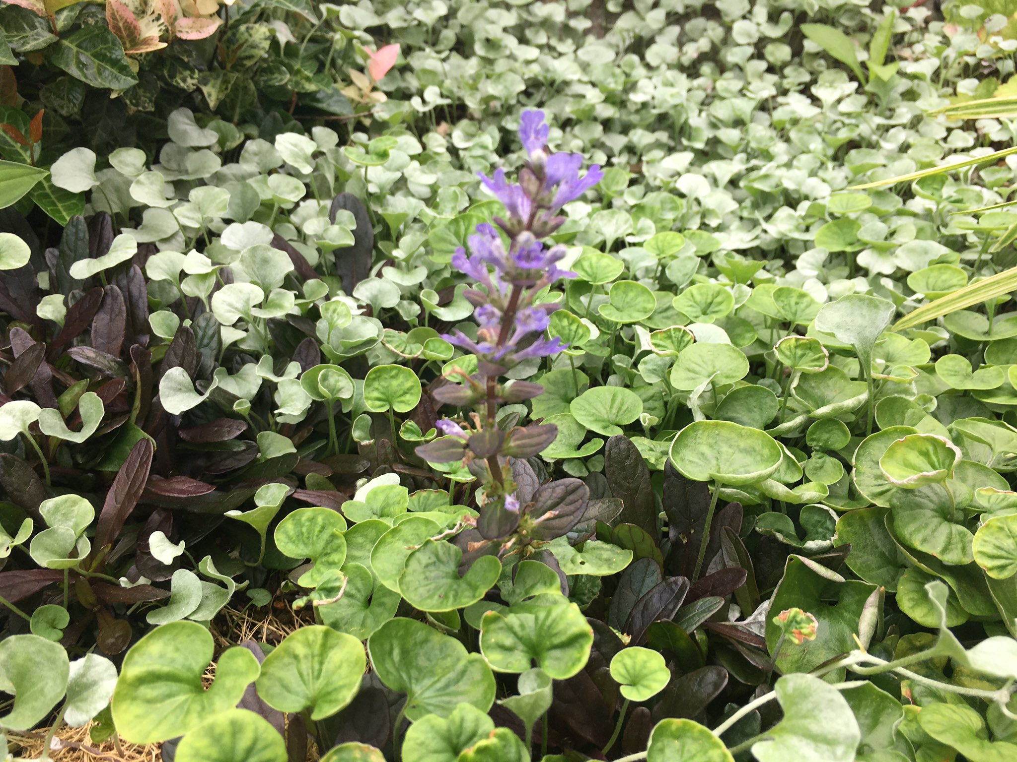 あんえい ズボラな週末ガーデニング もう7月だというのに 庭の片隅でまだアジュガの花が咲いていた グランドカバーの ダイカンドラに飲み込まれそうな勢いだが 笑 咲いているのはチョコレートチップ 他のアジュガより丈夫で元気なのかな あんえい ズボラな週末ガーデニング もう7月だというのに 庭の片隅でまだアジュガの花が咲いていた グランドカバーの ダイカンドラに飲み込まれそうな勢いだが 笑 咲いているのはチョコレートチップ 他のアジュガより丈夫で元気なのかな