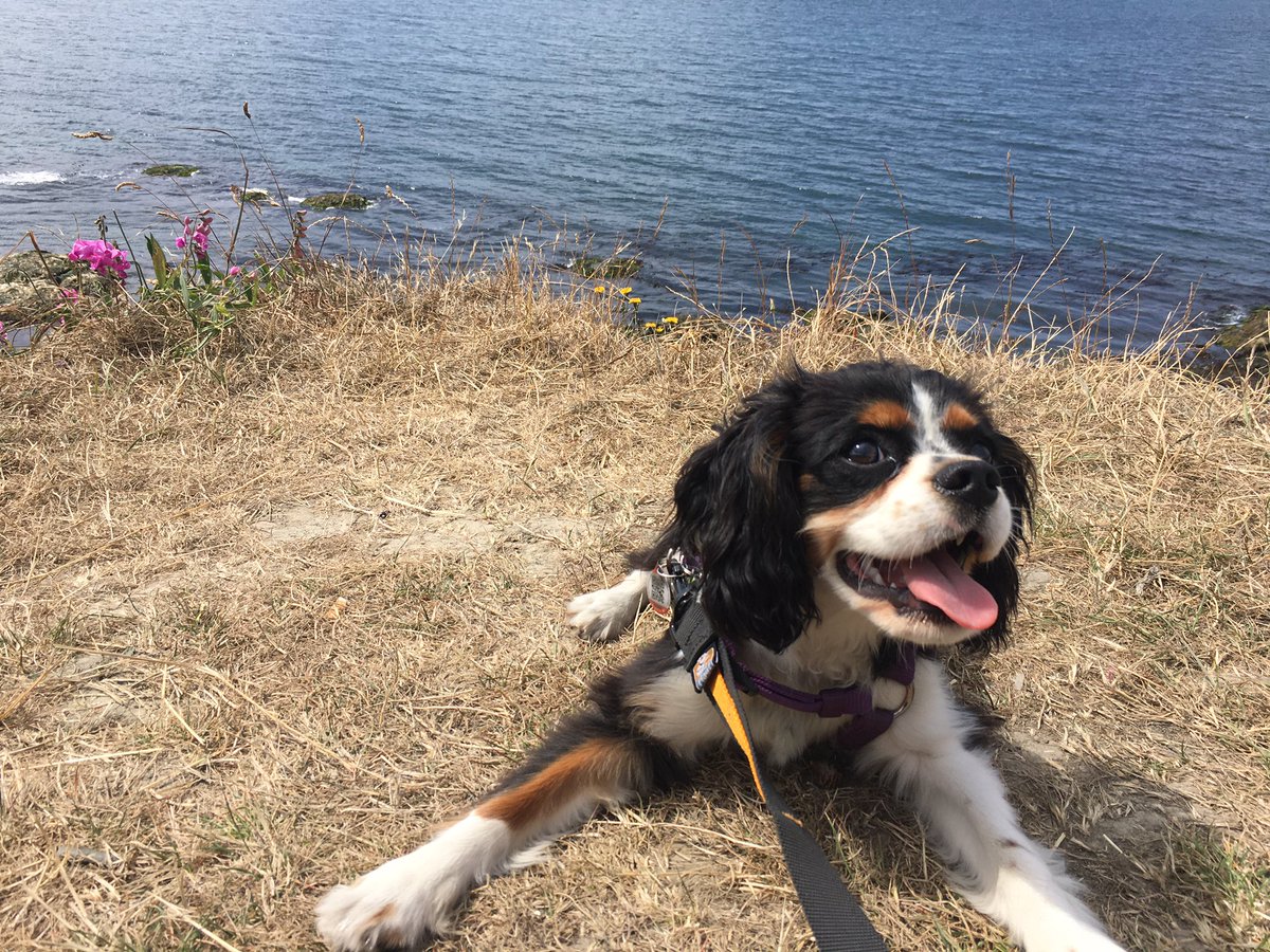 MrsMorganEd's tweet photo. Some peaceful images of my Ru on the Island and his first beaches. Isn’t #teaching the BEST job! Normally I would be crediting my colleagues and Ss but I am LOVING my first summer off... for the rest of my summers. 💜🥰 #lovemyjob #Islandlife #Victoria #puppy https://t.co/8eEYsvVLpq