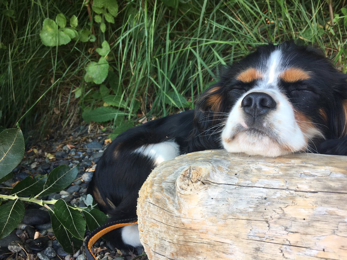 Some peaceful images of my Ru on the Island and his first beaches. Isn’t #teaching the BEST job! Normally I would be crediting my colleagues and Ss but I am LOVING my first summer off... for the rest of my summers. 💜🥰 #lovemyjob #Islandlife #Victoria #puppy