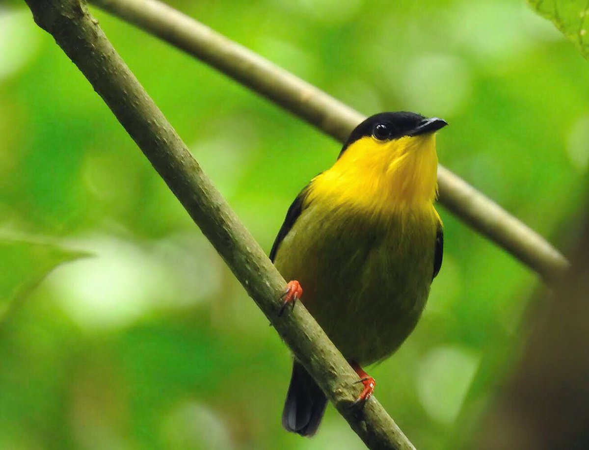 kolbitos's tweet photo. Un manacus muy bonito de mi última salida a ver aves (fuera de casa) que ya parece que fue hace como mil años. 😅
#ManacusManacus https://t.co/TeJx818miv
