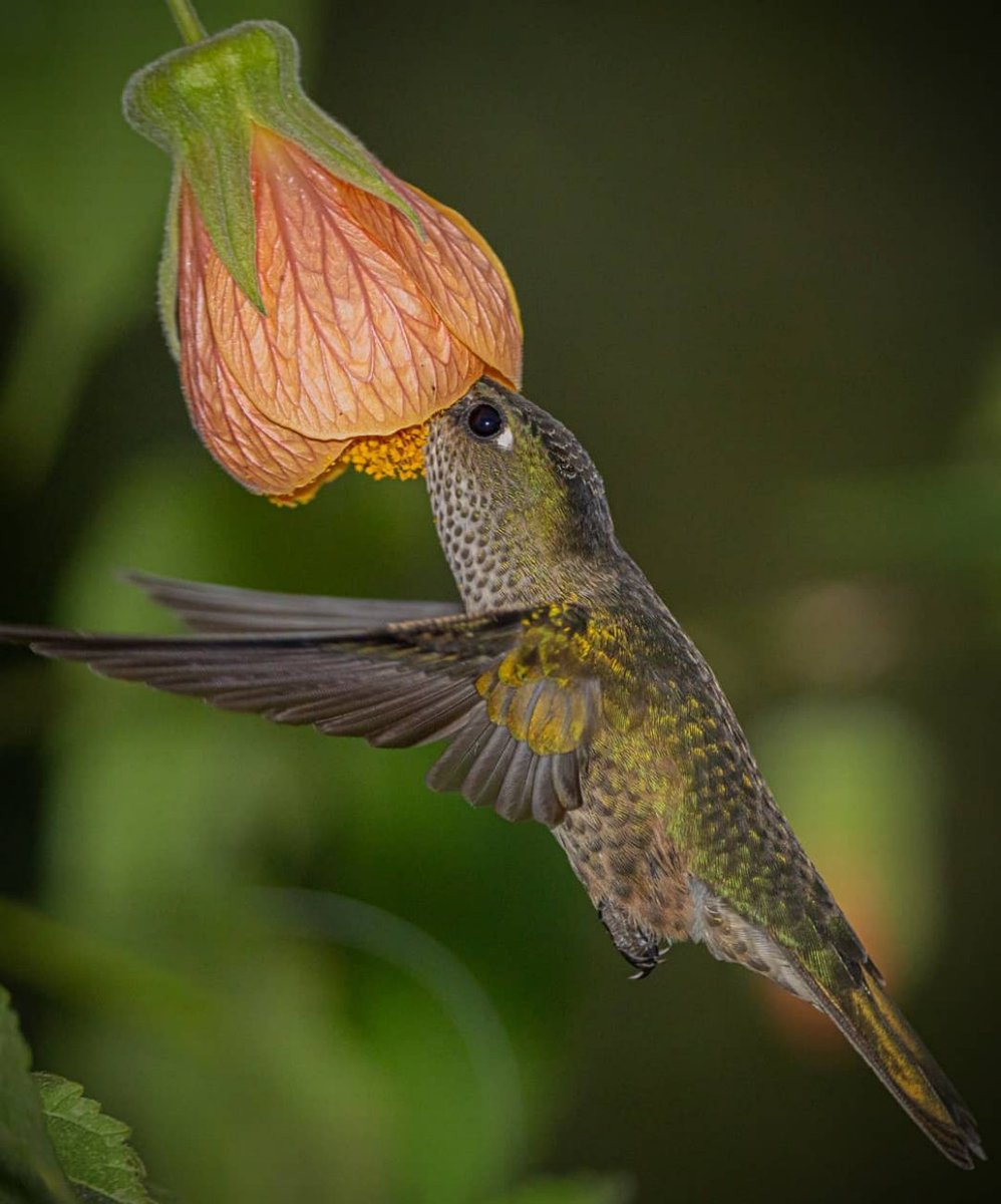 IgorZhygulin's tweet photo. #world 🌏 #nature 🍃 🍂 #bird 🐦 https://t.co/5rSOhZoRJk
