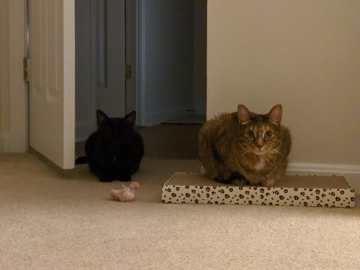 BarryMooreII's tweet photo. Pictured: my cat (right) and a ball of nightmares with ears #CatsOfTwitter https://t.co/aQZa5uUDJy