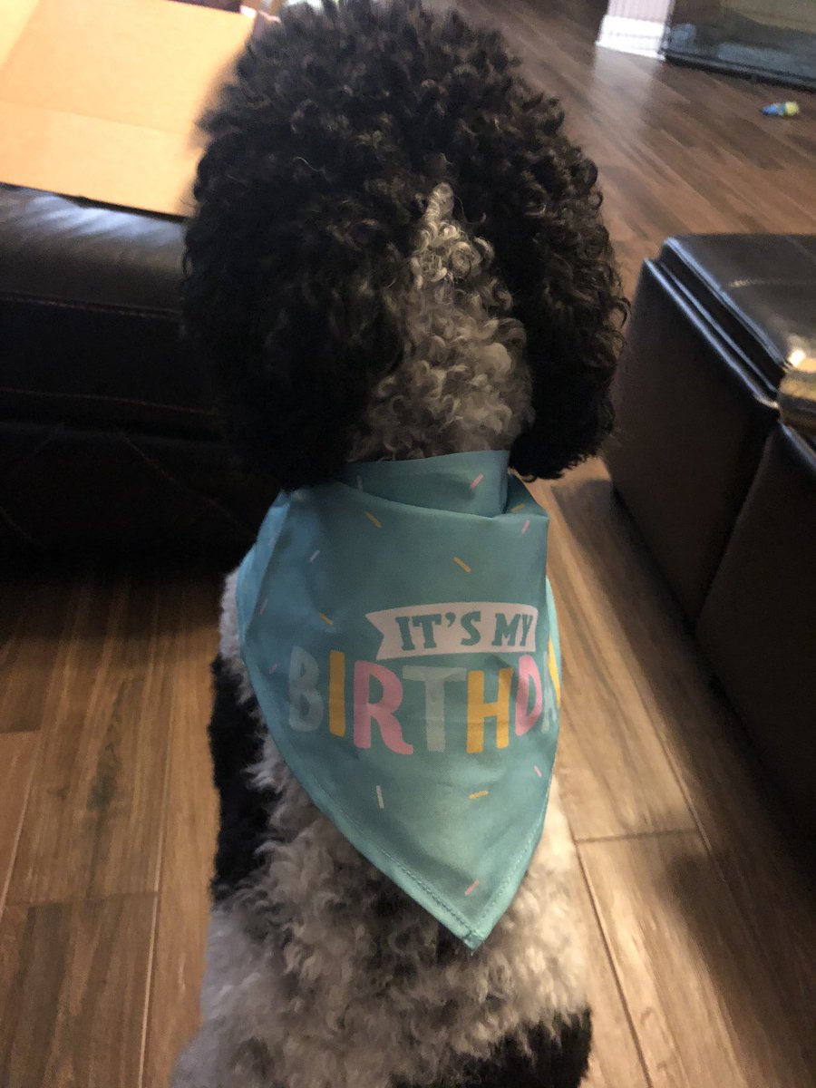 marybraud's tweet photo. @Chewy Gatsby loves his birthday box! #3yearsold https://t.co/nunBeRHpxh