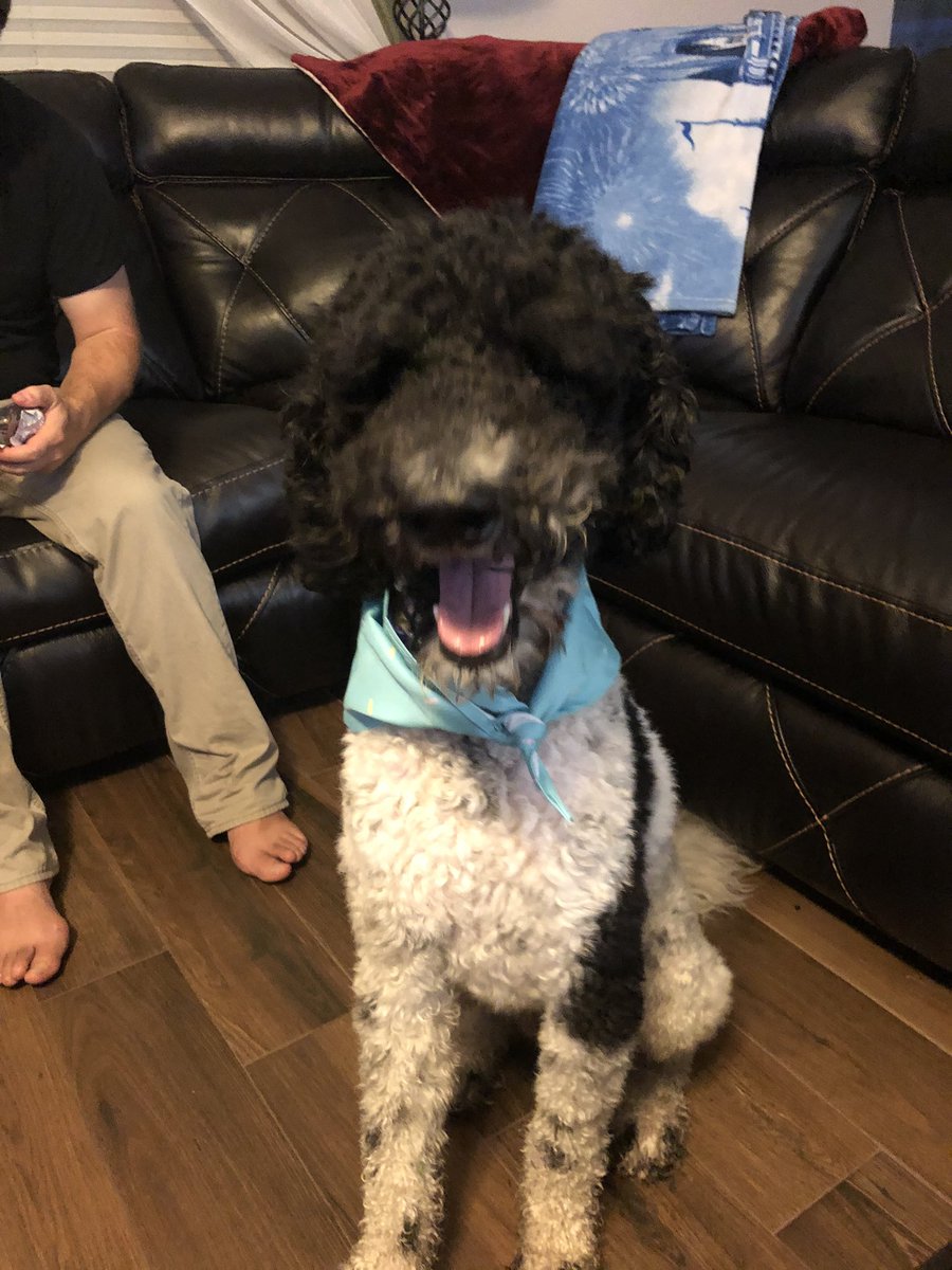 marybraud's tweet photo. @Chewy Gatsby loves his birthday box! #3yearsold https://t.co/nunBeRHpxh