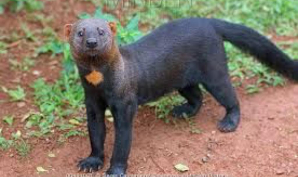 asoprub's tweet photo. #CRUZADAECOLOGISTA. Imploramos a los hatillanos sumarse a la protección nuestra fauna. Ronda una hermosa Tayra, Hurón o Comadreja. No le hagan daño. No es agresiva. Está en extinción. Anda x La Boyera. https://t.co/KmJC6lfQz7