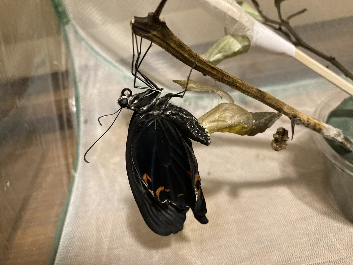 529 בטוויטר クロアゲハ2号も無事に羽化 大きい子たちはここまでくるのにとっても時間がかかるんだよね 無事で何より クロアゲハ アゲハ蝶 羽化