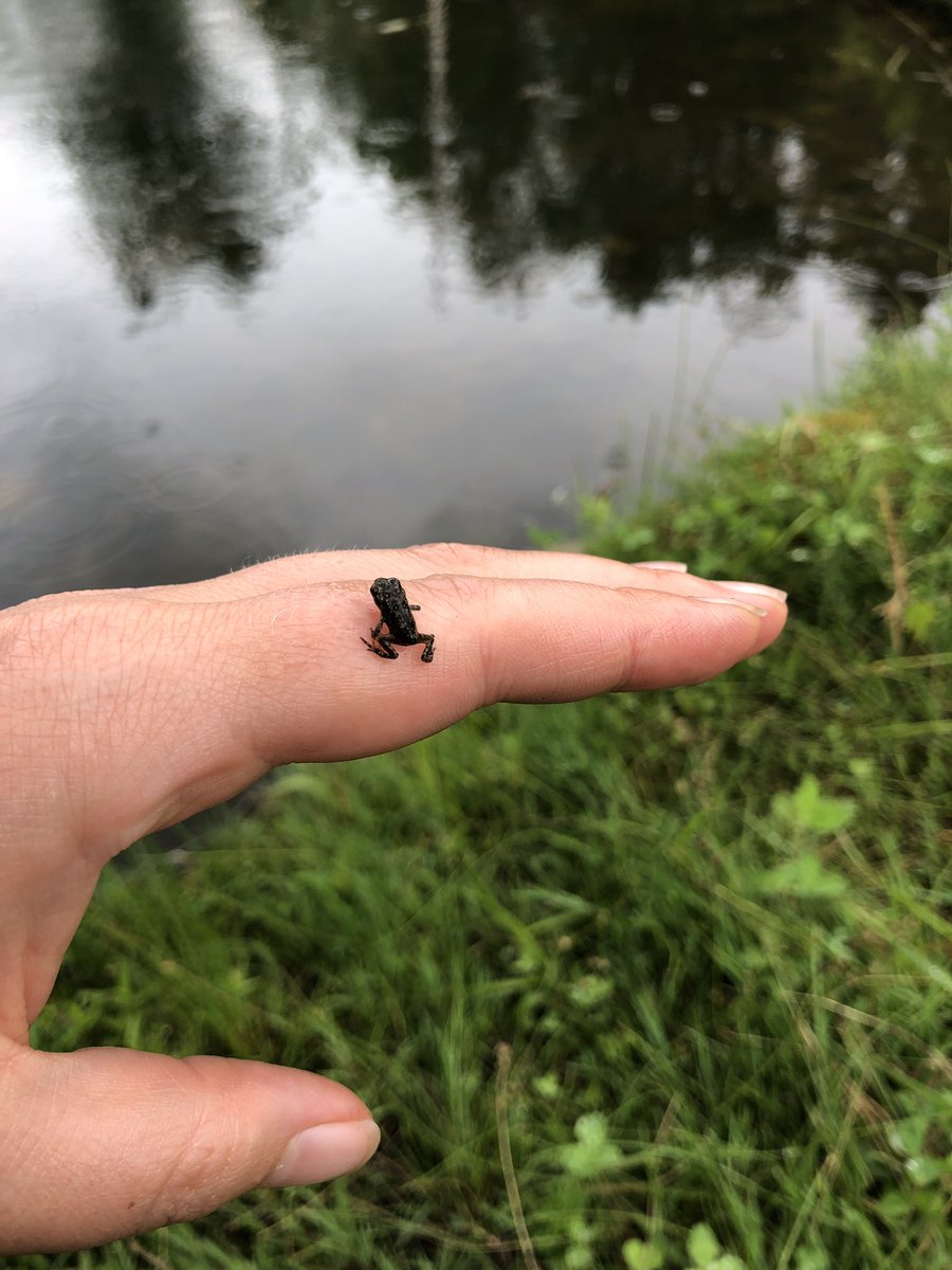 BAMdoesscience's tweet photo. @GangloffLab_OWU @ToadallyPriya @AmphibianPhil @SalamanderJenn Tiny #ToadOff https://t.co/o8wdHOr6hD