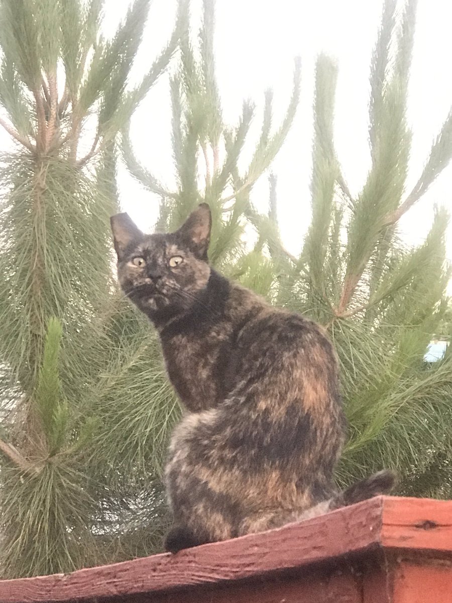 Jen29110235's tweet photo. #comedy #cat #CatsOfTwitter #catsofinstagram #catlovers #cats #minx #follotrick #follow #followforfollow #FolloForFolloBack #follo4folloback #fun #FunniestTweets #naturelovers #California #hilarious #Summer2020 #summertime #love #SummerVibes https://t.co/8Y72r3WgOl