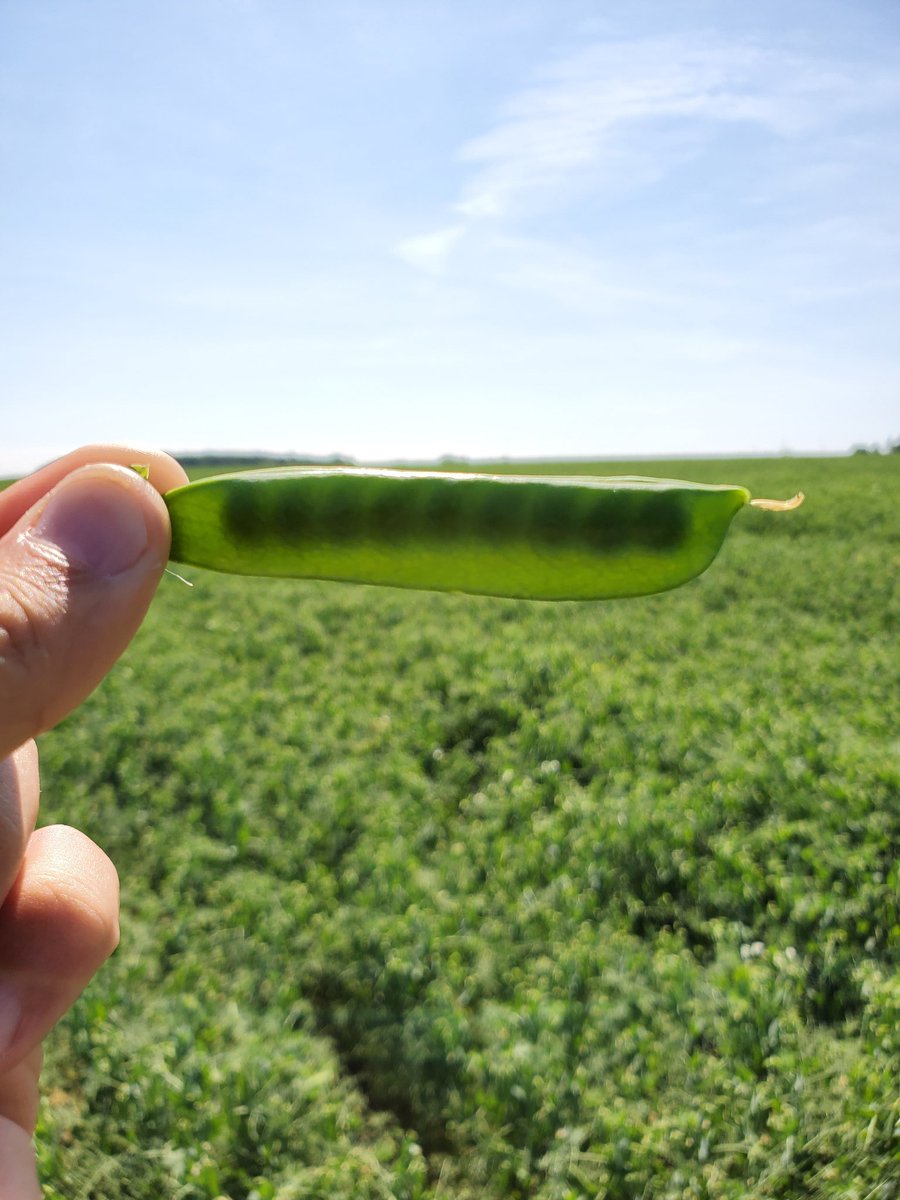 StollerOntario's tweet photo. It can't all be doom and gloom this year. Despite the Mother Natures best effort to throttle back every crop this year, there are a few shinning 🌟still! Real nice example of what a full program on peas can do this year! #dontstresscropstress #ontag #Bioforge #Xcyte #Stimulate https://t.co/twRUhfGpTx