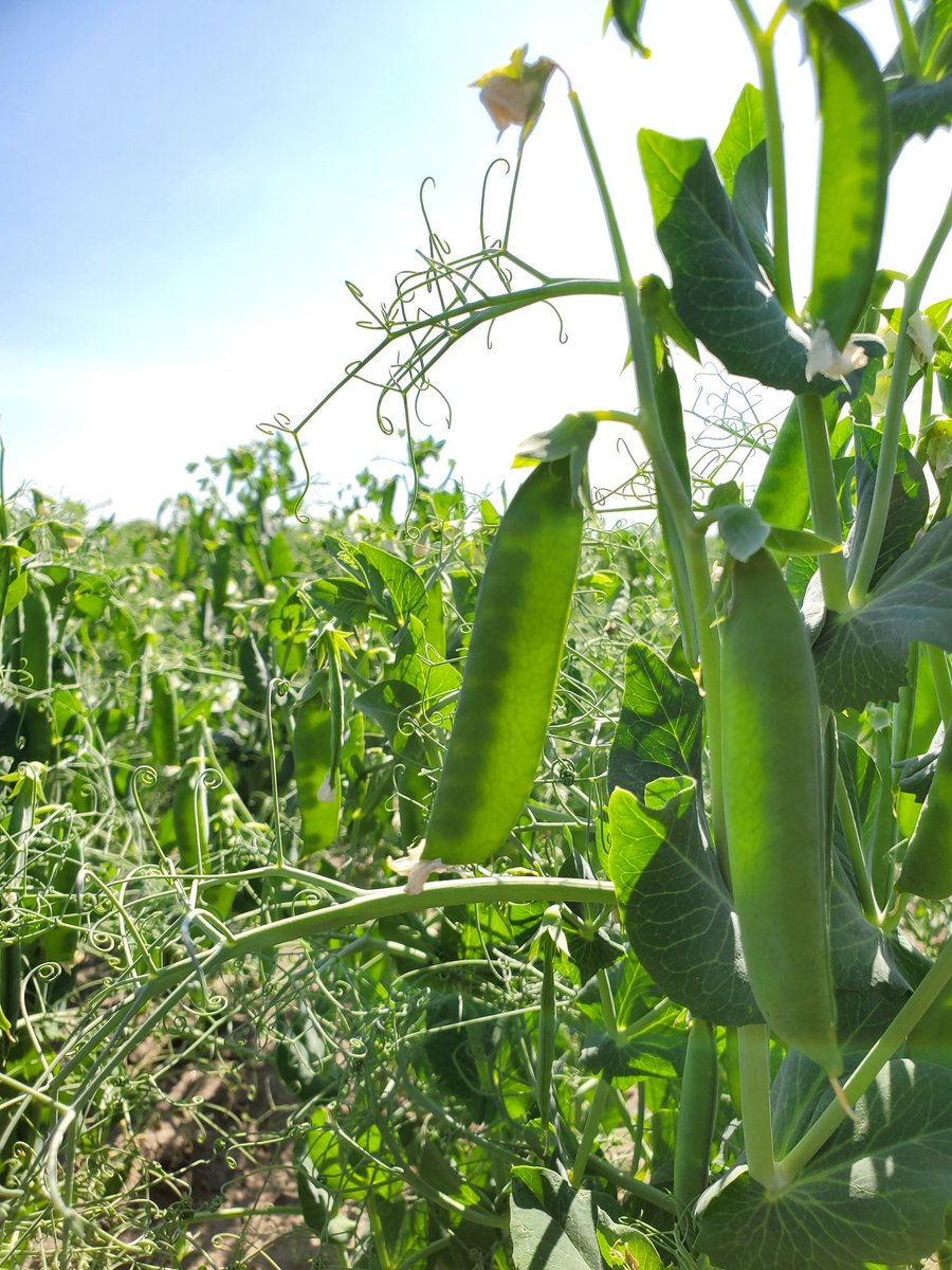 StollerOntario's tweet photo. It can't all be doom and gloom this year. Despite the Mother Natures best effort to throttle back every crop this year, there are a few shinning 🌟still! Real nice example of what a full program on peas can do this year! #dontstresscropstress #ontag #Bioforge #Xcyte #Stimulate https://t.co/twRUhfGpTx